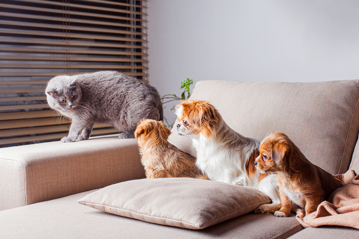 Mascotas y hogar